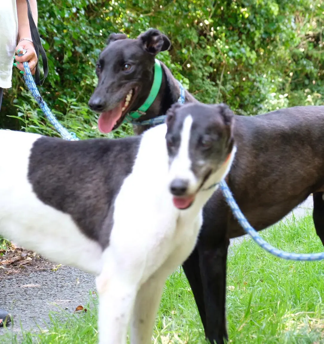 DEANO Ciss greyhound adozionelevrieri 5