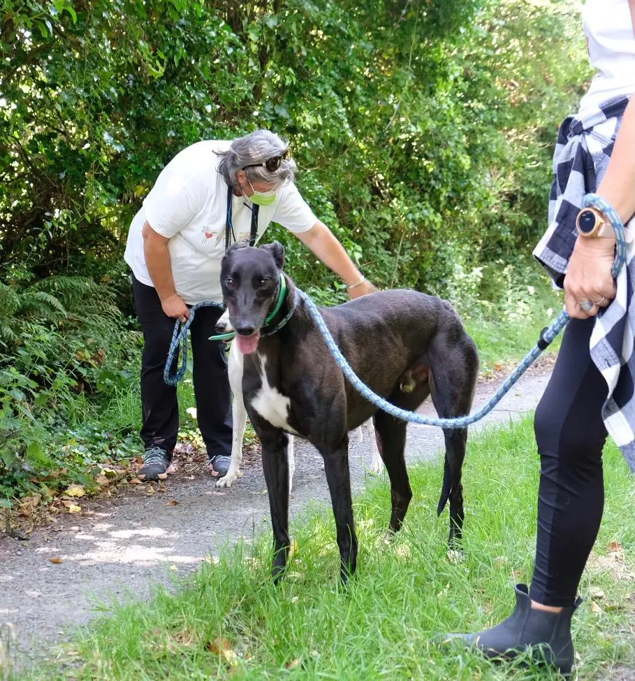 DEANO greyhound adozionelevrieri 1
