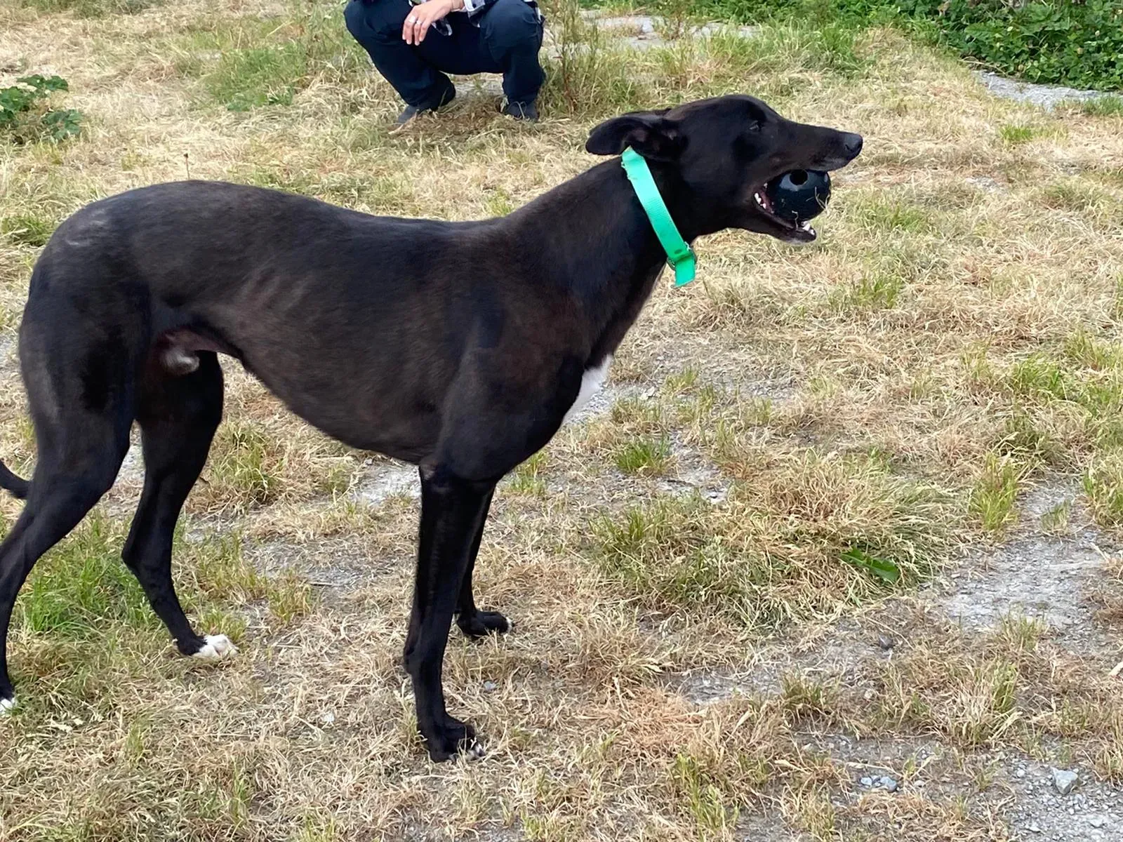 DEANO greyhound adozionelevrieri 10