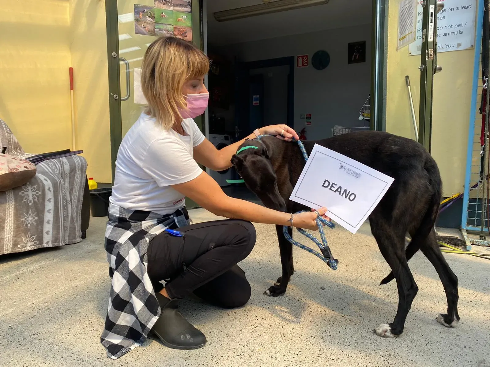 DEANO greyhound adozionelevrieri 2