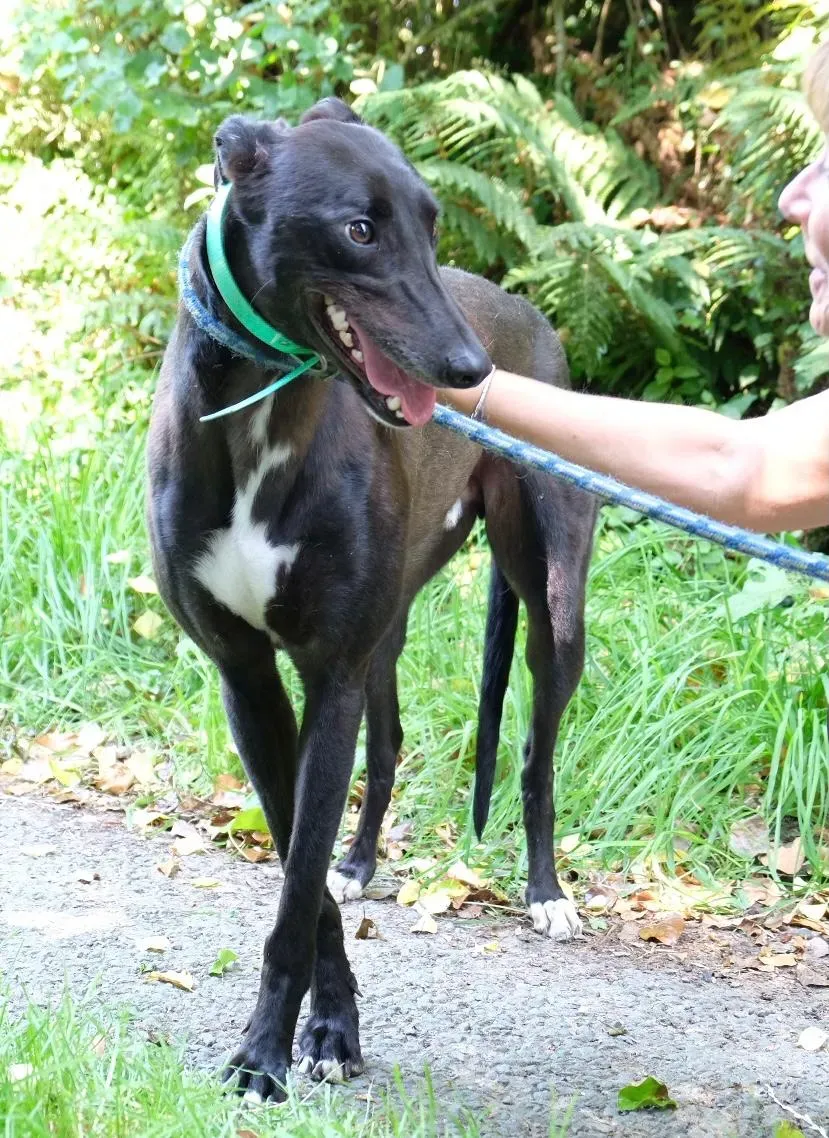 DEANO greyhound adozionelevrieri 3