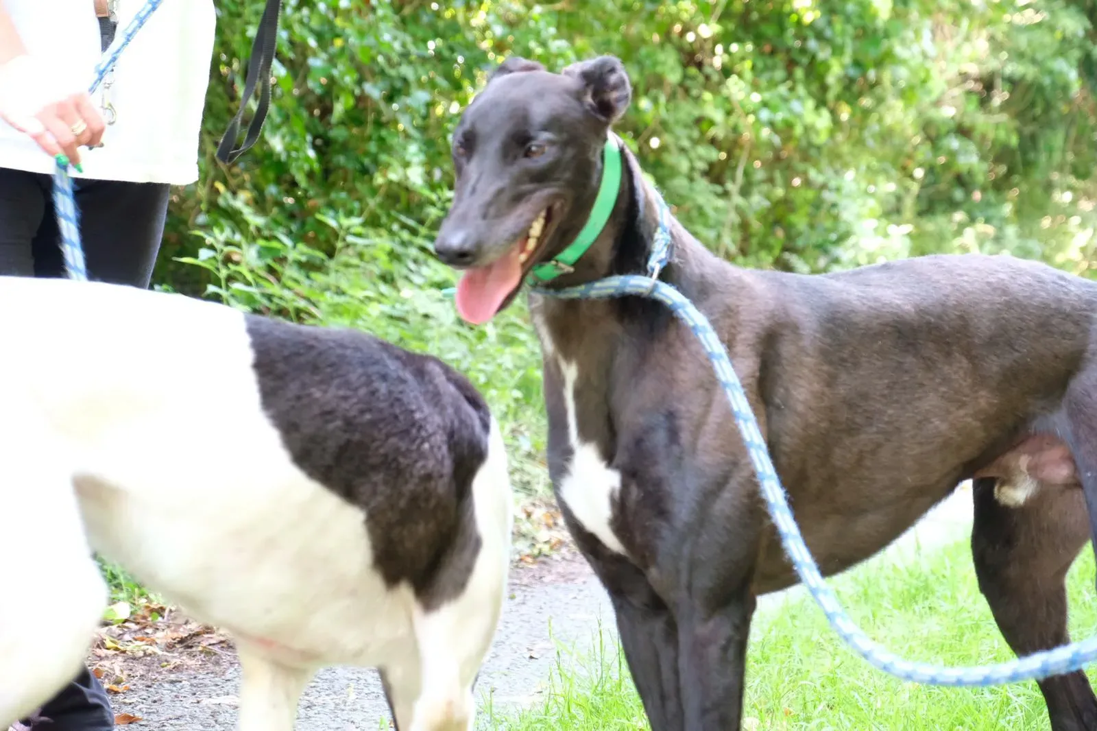 DEANO greyhound adozionelevrieri 4