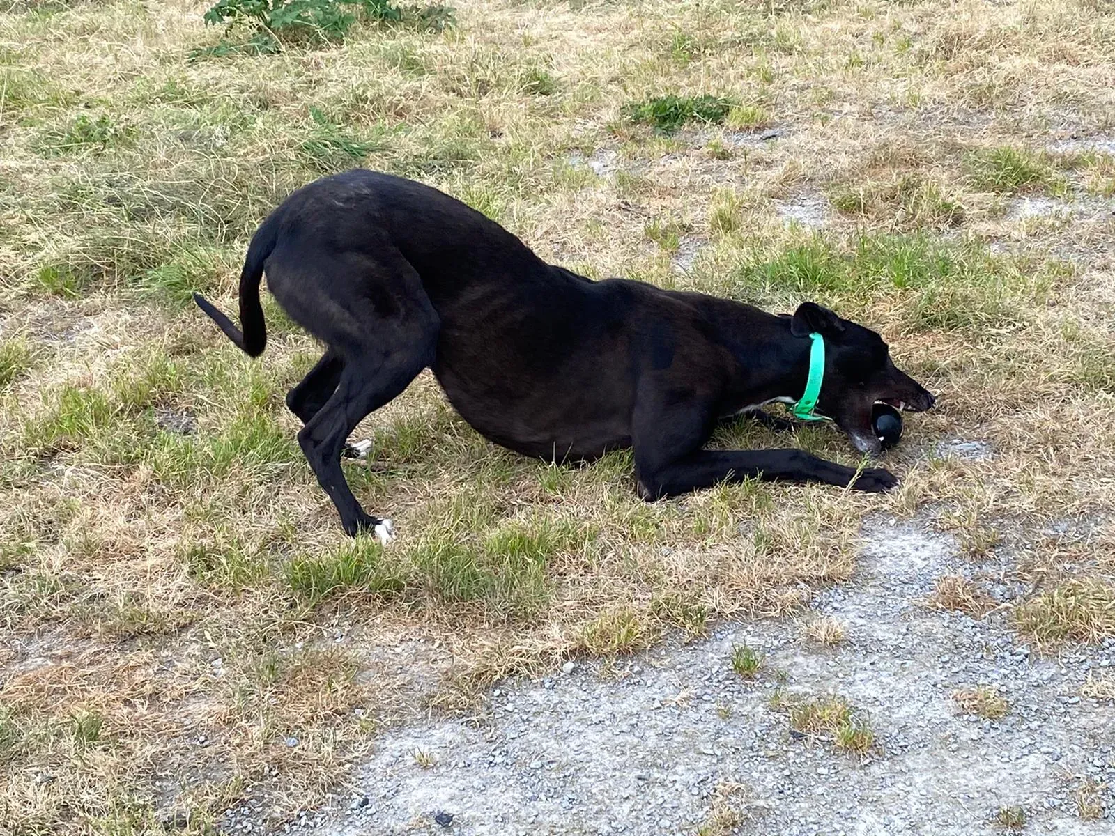 DEANO greyhound adozionelevrieri 5