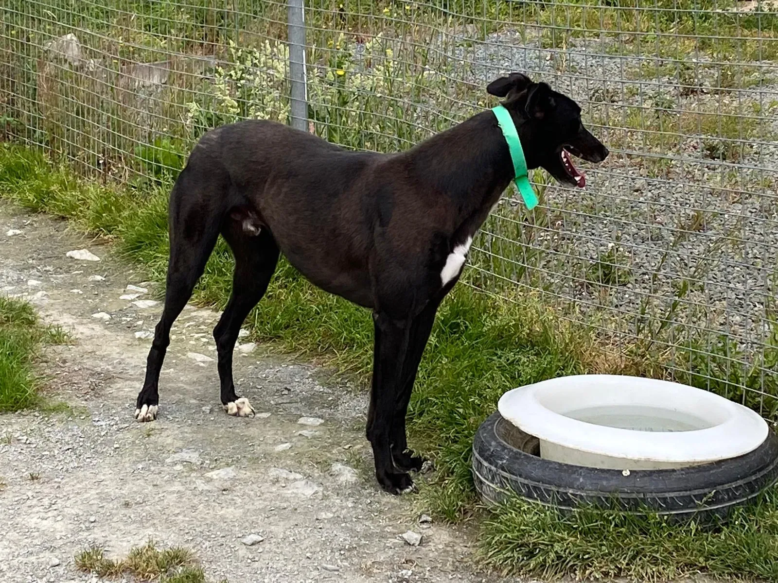 DEANO greyhound adozionelevrieri 6