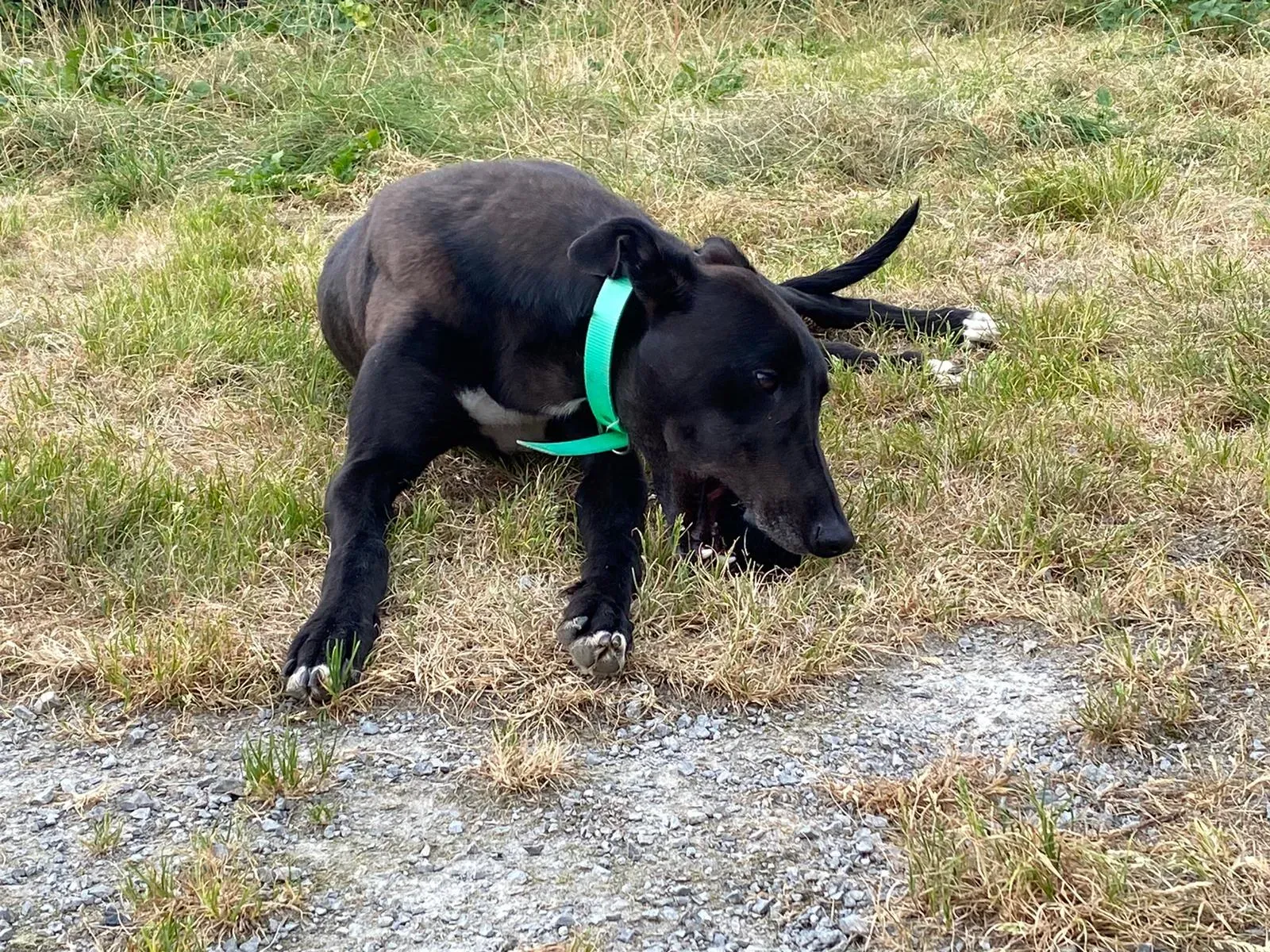 DEANO greyhound adozionelevrieri 7