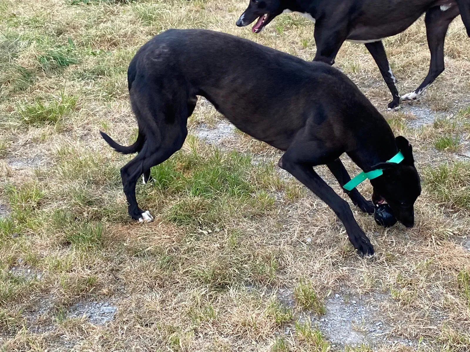 DEANO greyhound adozionelevrieri 8