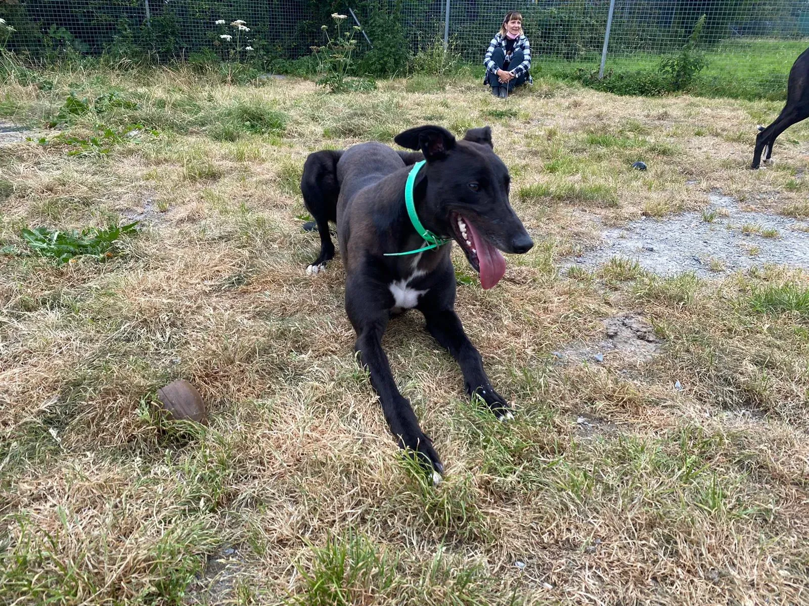 DEANO greyhound adozionelevrieri 9