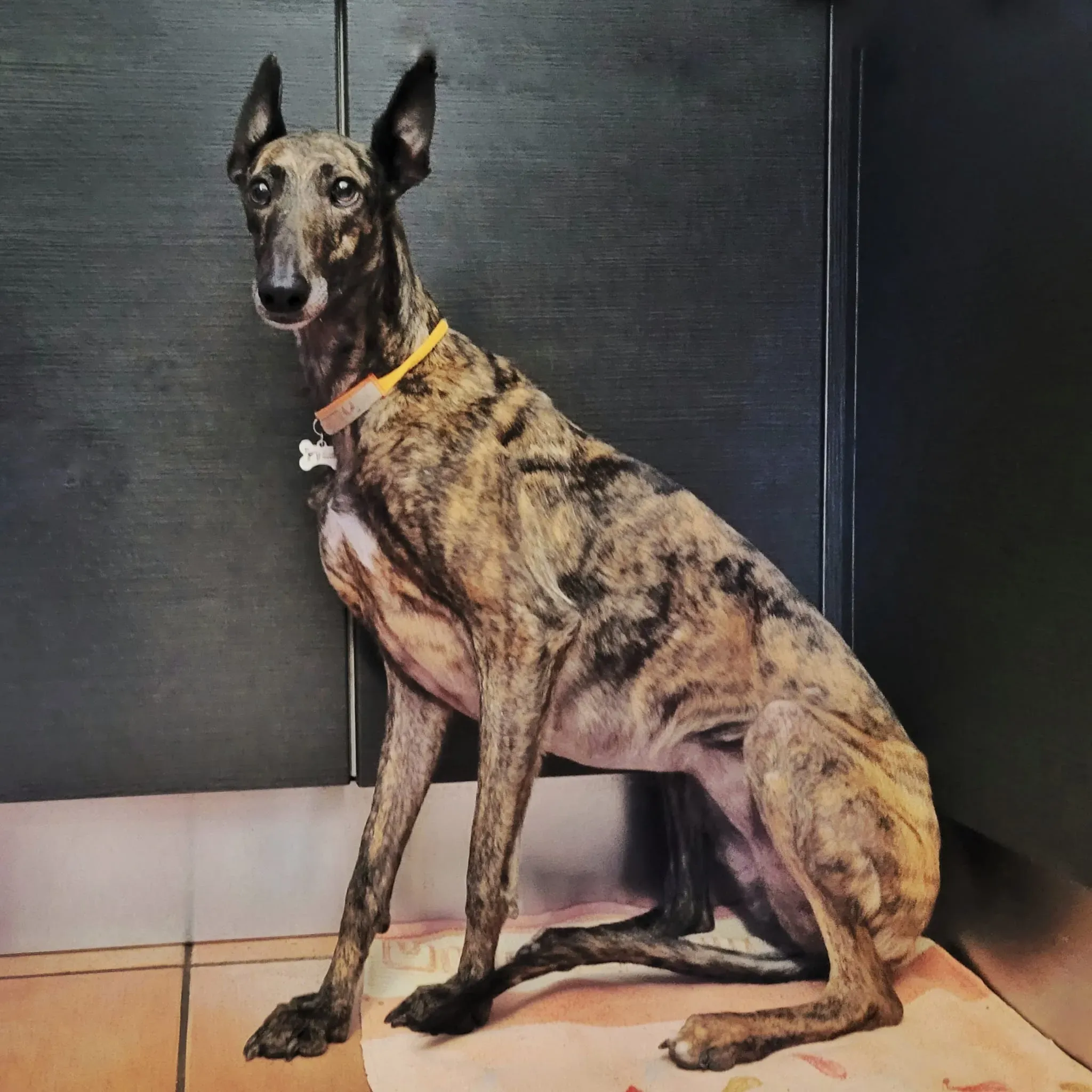 DEBAEC13 FD1B 45D4 8072 0055E123224C