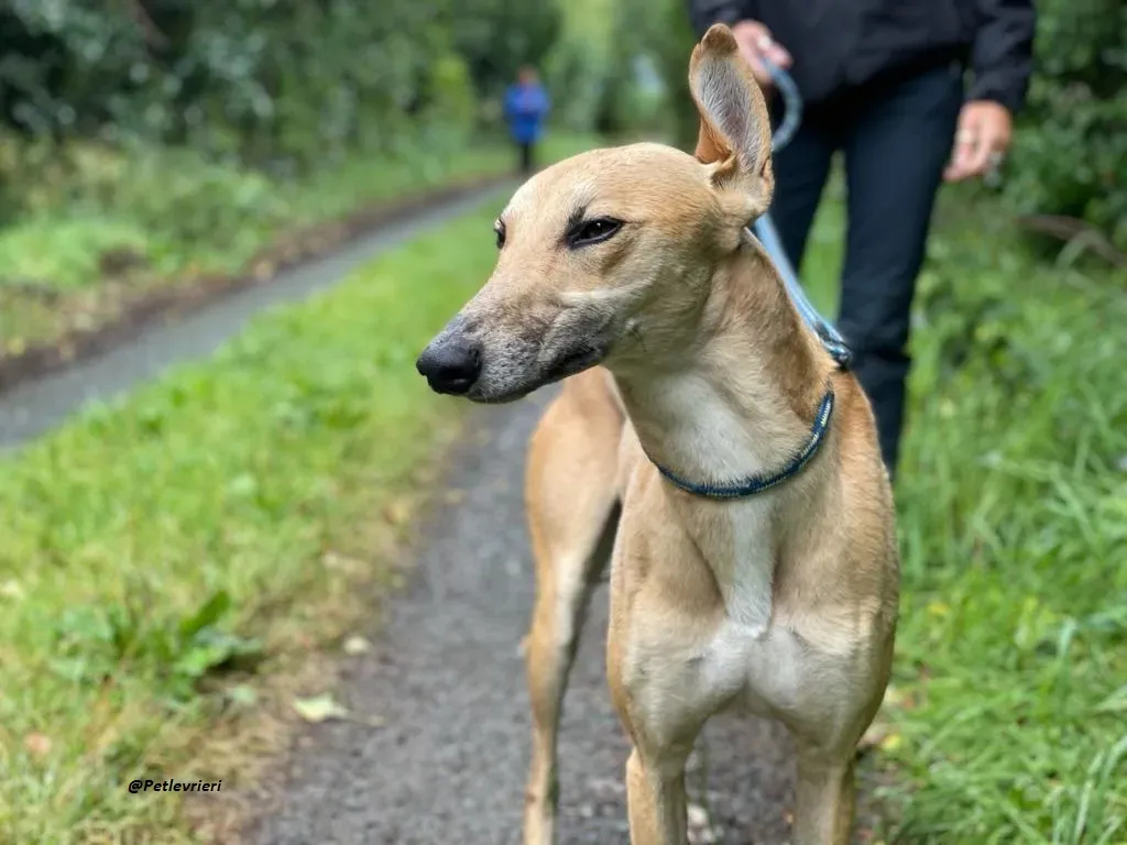 DINNY GREYHOUND LURCHER ADOZIONE LEVRIERI 1