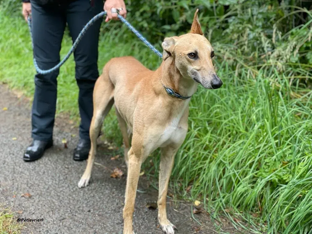 DINNY GREYHOUND LURCHER ADOZIONE LEVRIERI 10