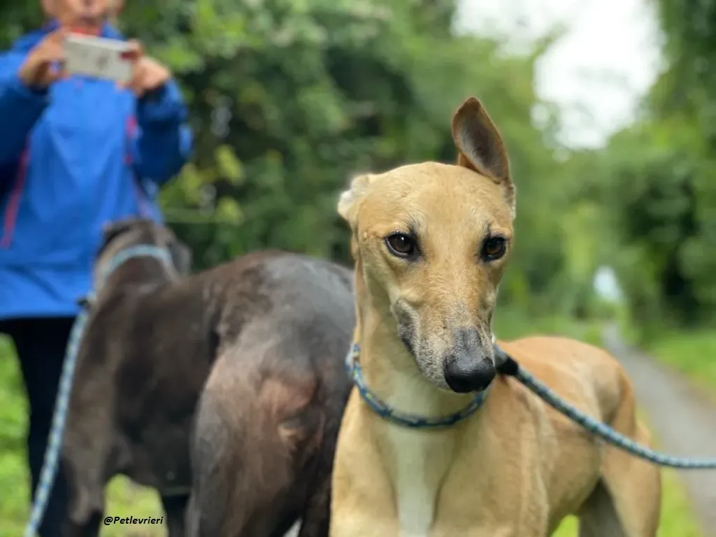 DINNY GREYHOUND LURCHER ADOZIONE LEVRIERI 11