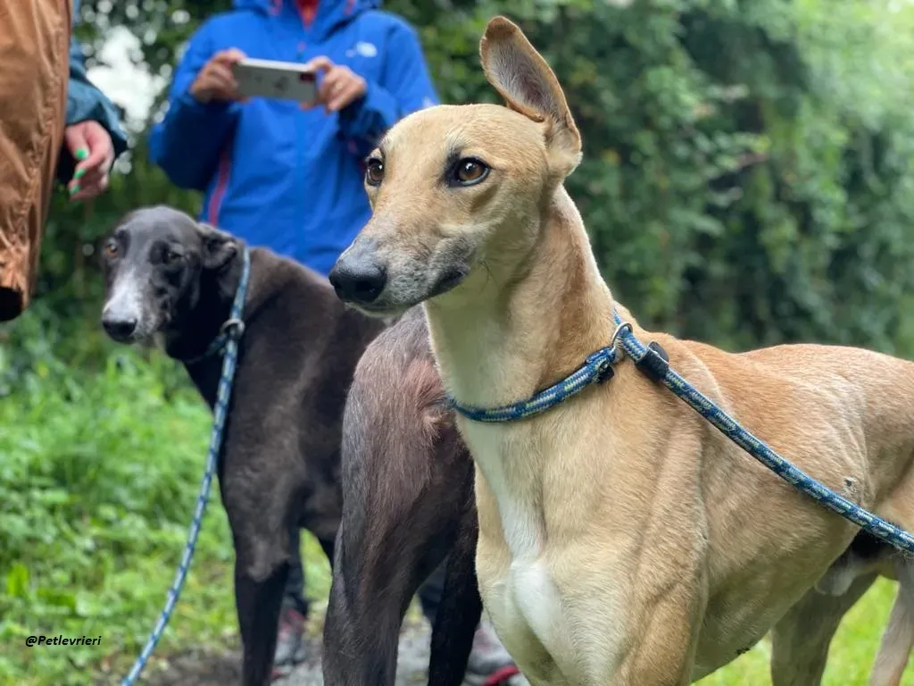 DINNY GREYHOUND LURCHER ADOZIONE LEVRIERI 12