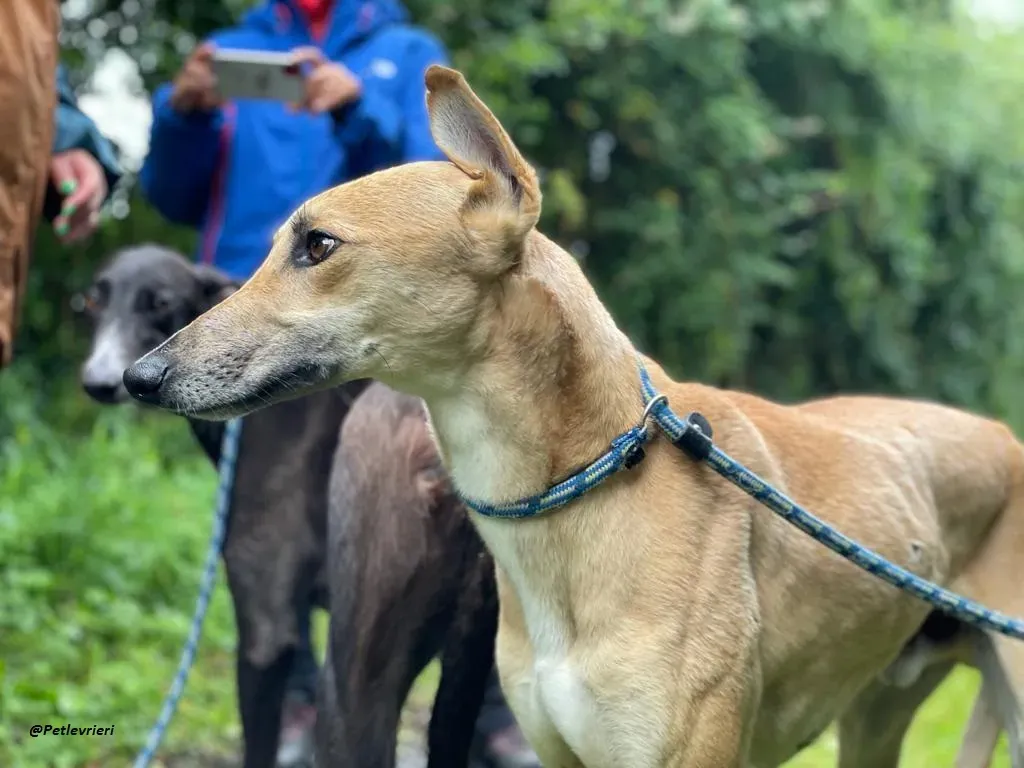 DINNY GREYHOUND LURCHER ADOZIONE LEVRIERI 13