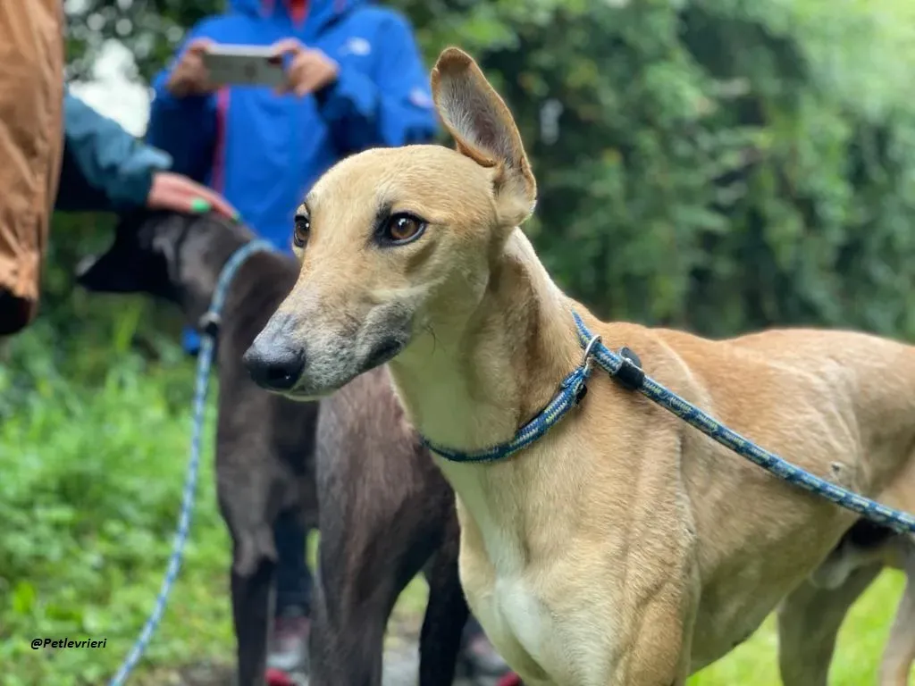 DINNY GREYHOUND LURCHER ADOZIONE LEVRIERI 14