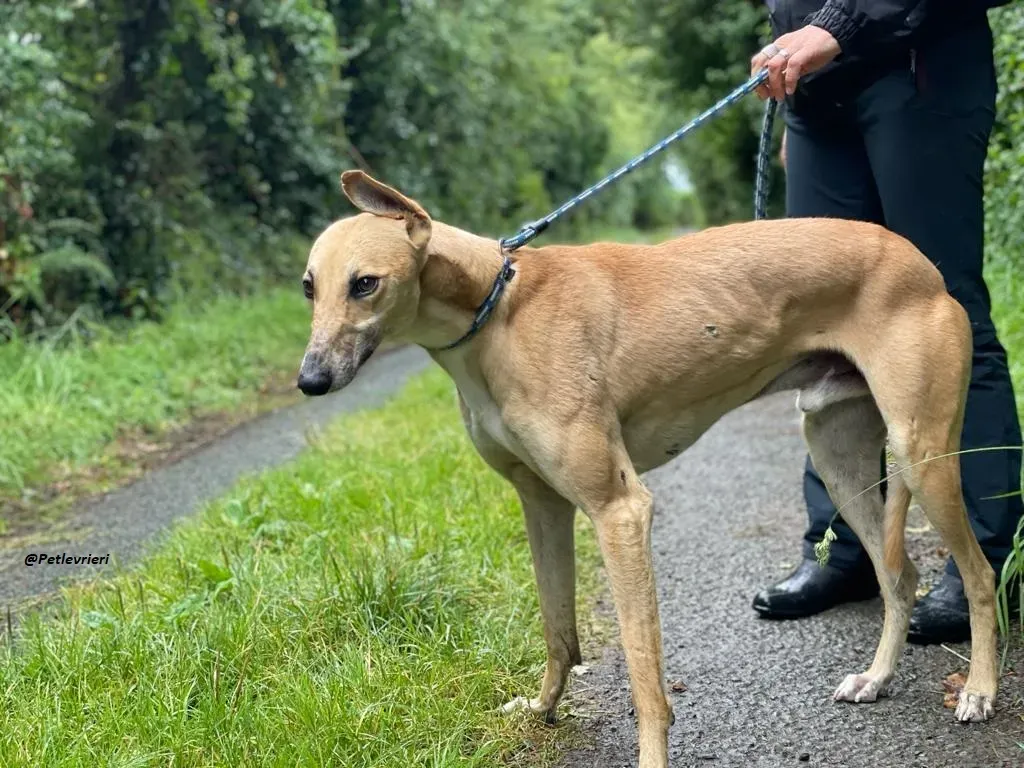 DINNY GREYHOUND LURCHER ADOZIONE LEVRIERI 15