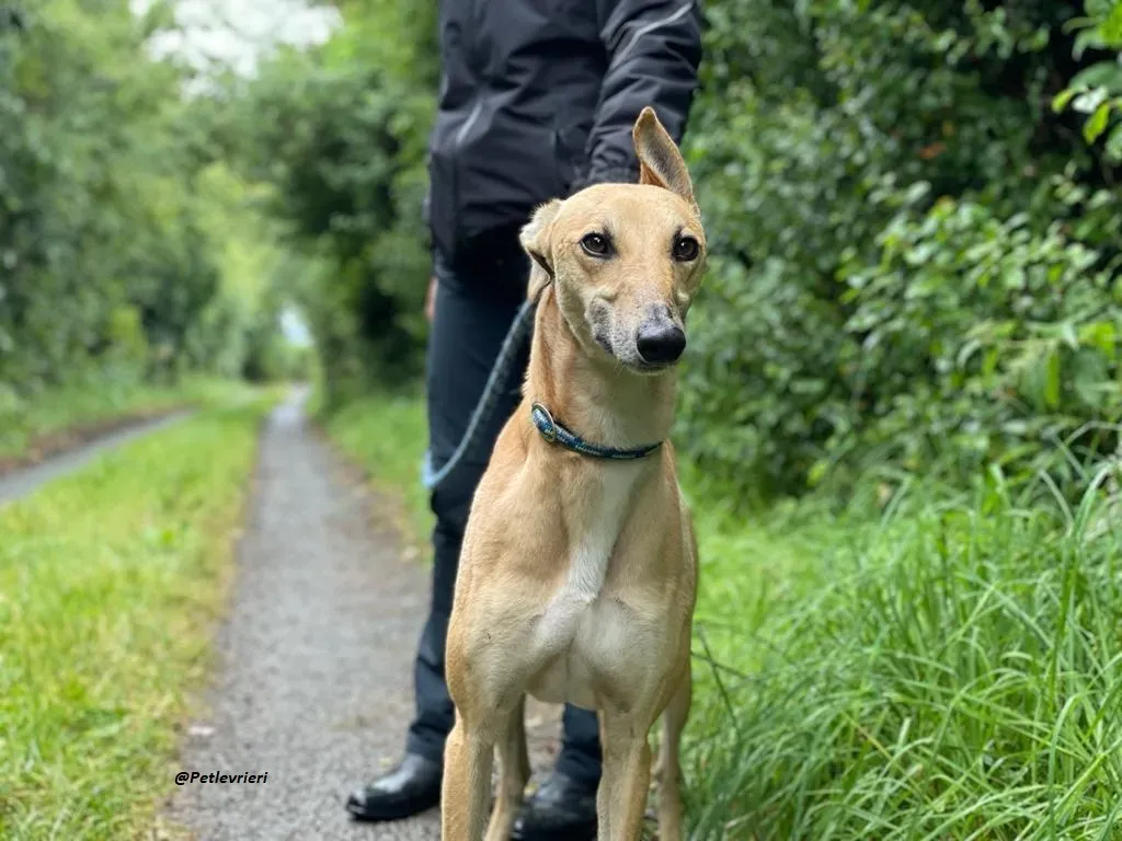 DINNY GREYHOUND LURCHER ADOZIONE LEVRIERI 16