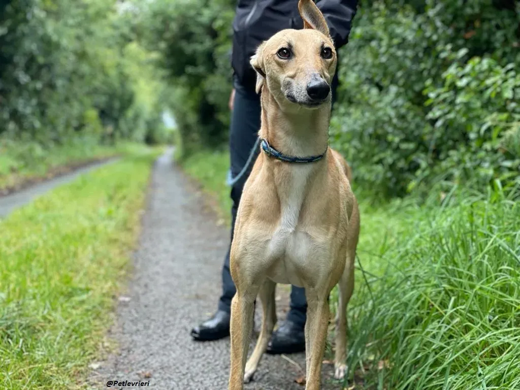DINNY GREYHOUND LURCHER ADOZIONE LEVRIERI 17