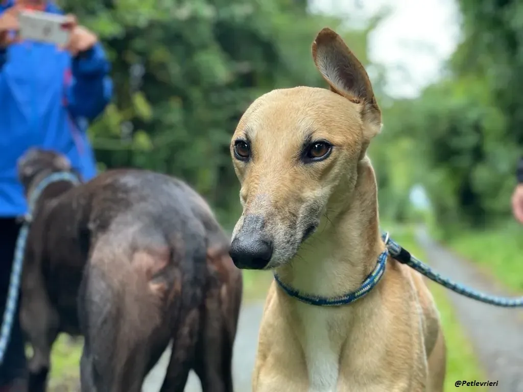 DINNY GREYHOUND LURCHER ADOZIONE LEVRIERI 18
