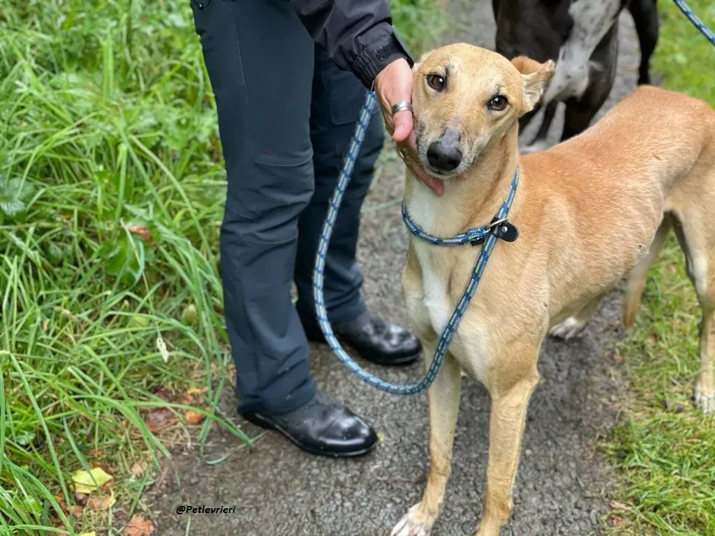DINNY GREYHOUND LURCHER ADOZIONE LEVRIERI 19