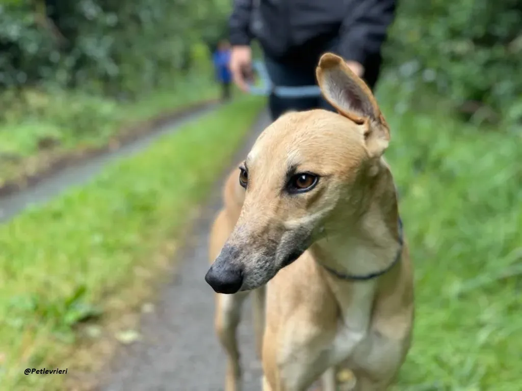 DINNY GREYHOUND LURCHER ADOZIONE LEVRIERI 2