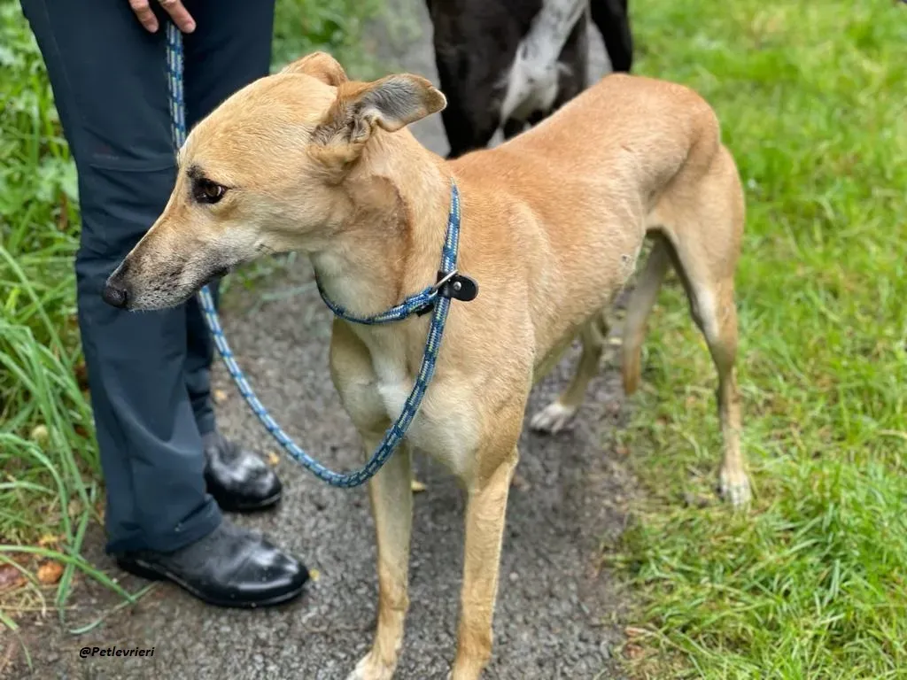 DINNY GREYHOUND LURCHER ADOZIONE LEVRIERI 21