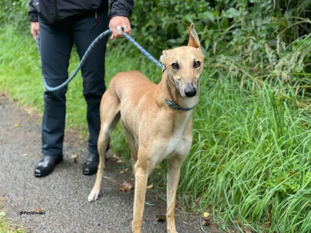 DINNY GREYHOUND LURCHER ADOZIONE LEVRIERI 3