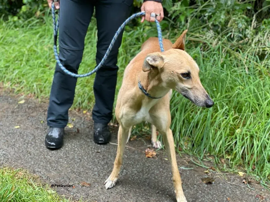 DINNY GREYHOUND LURCHER ADOZIONE LEVRIERI 4
