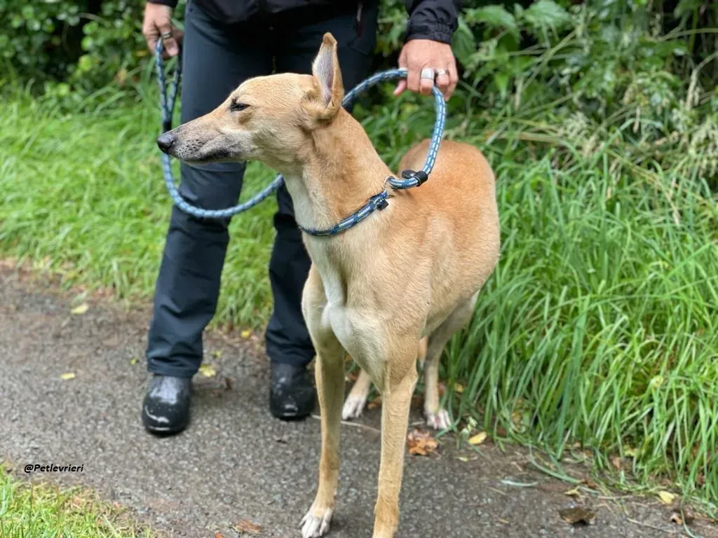 DINNY GREYHOUND LURCHER ADOZIONE LEVRIERI 5