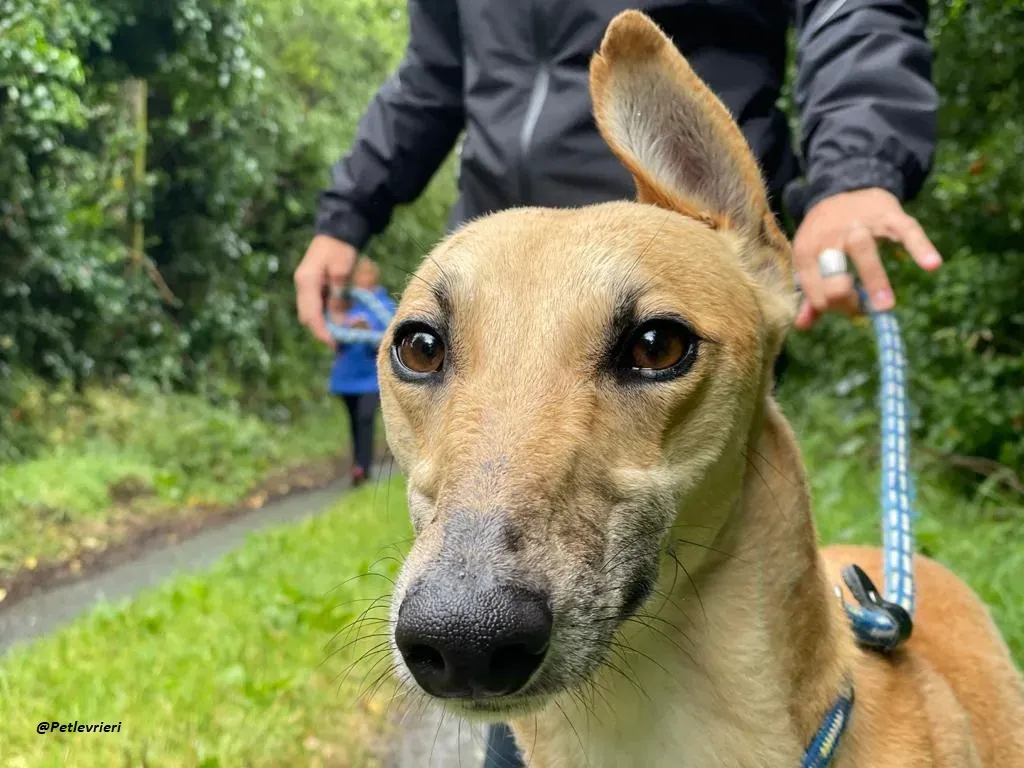 DINNY GREYHOUND LURCHER ADOZIONE LEVRIERI 6