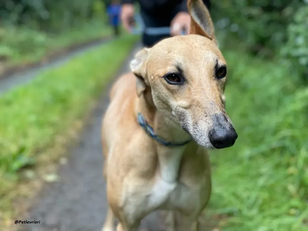 DINNY GREYHOUND LURCHER ADOZIONE LEVRIERI 7