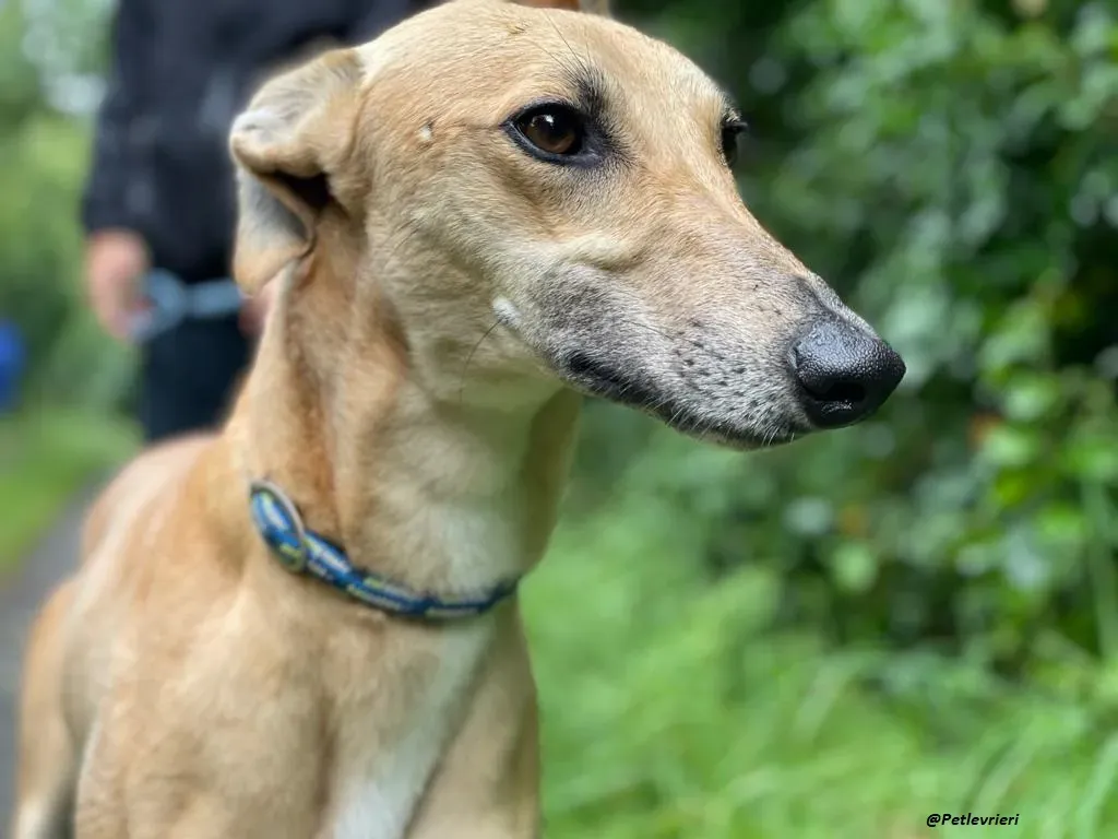 DINNY GREYHOUND LURCHER ADOZIONE LEVRIERI 8