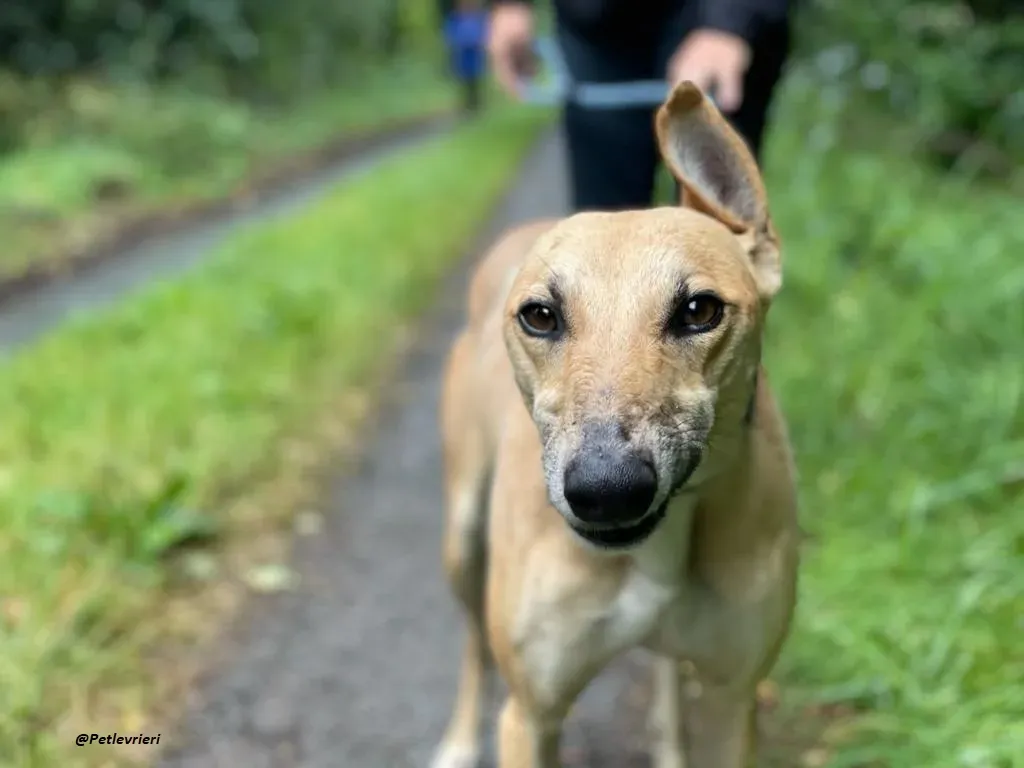 DINNY GREYHOUND LURCHER ADOZIONE LEVRIERI 9
