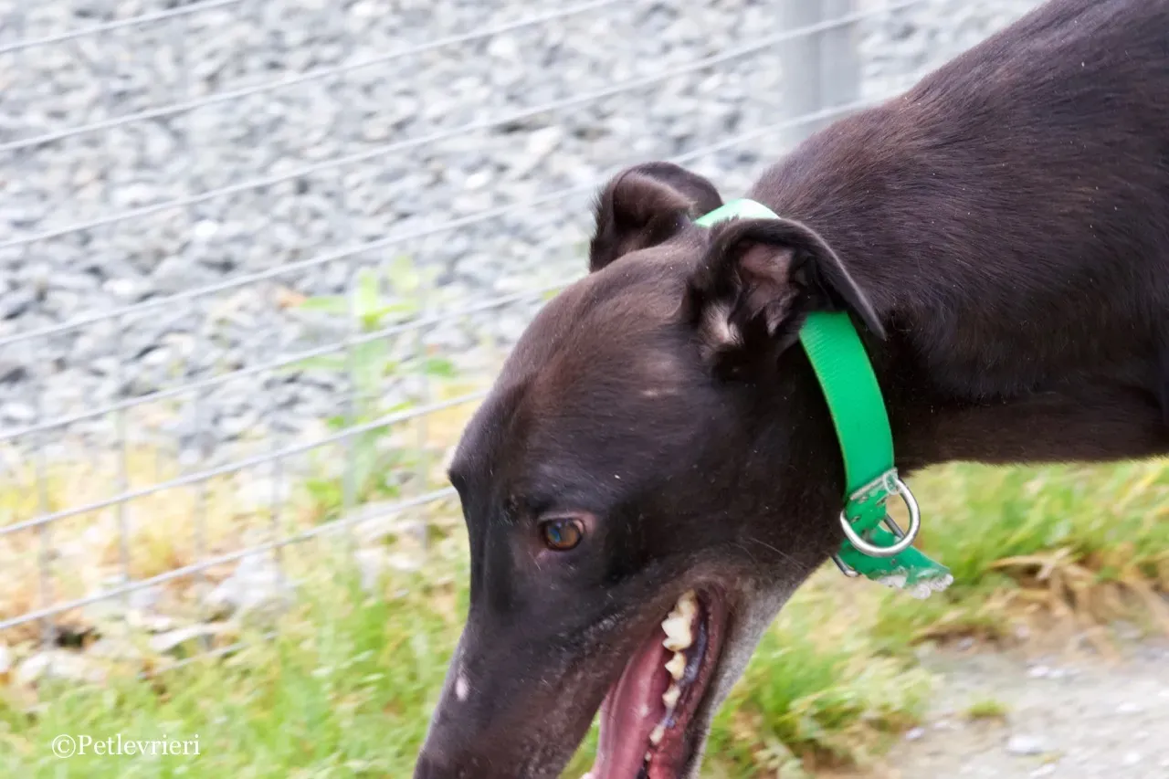 DIZZIE greyhound petlevrieri1