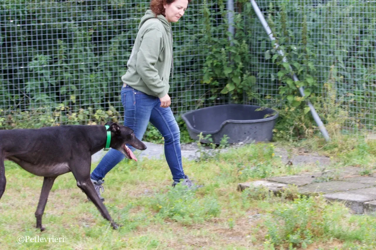 DIZZIE greyhound petlevrieri10