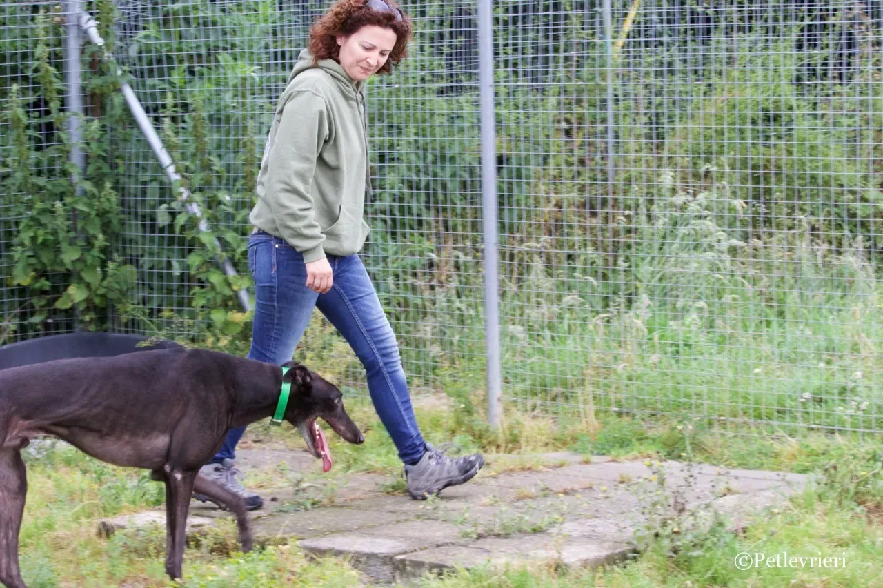 DIZZIE greyhound petlevrieri11