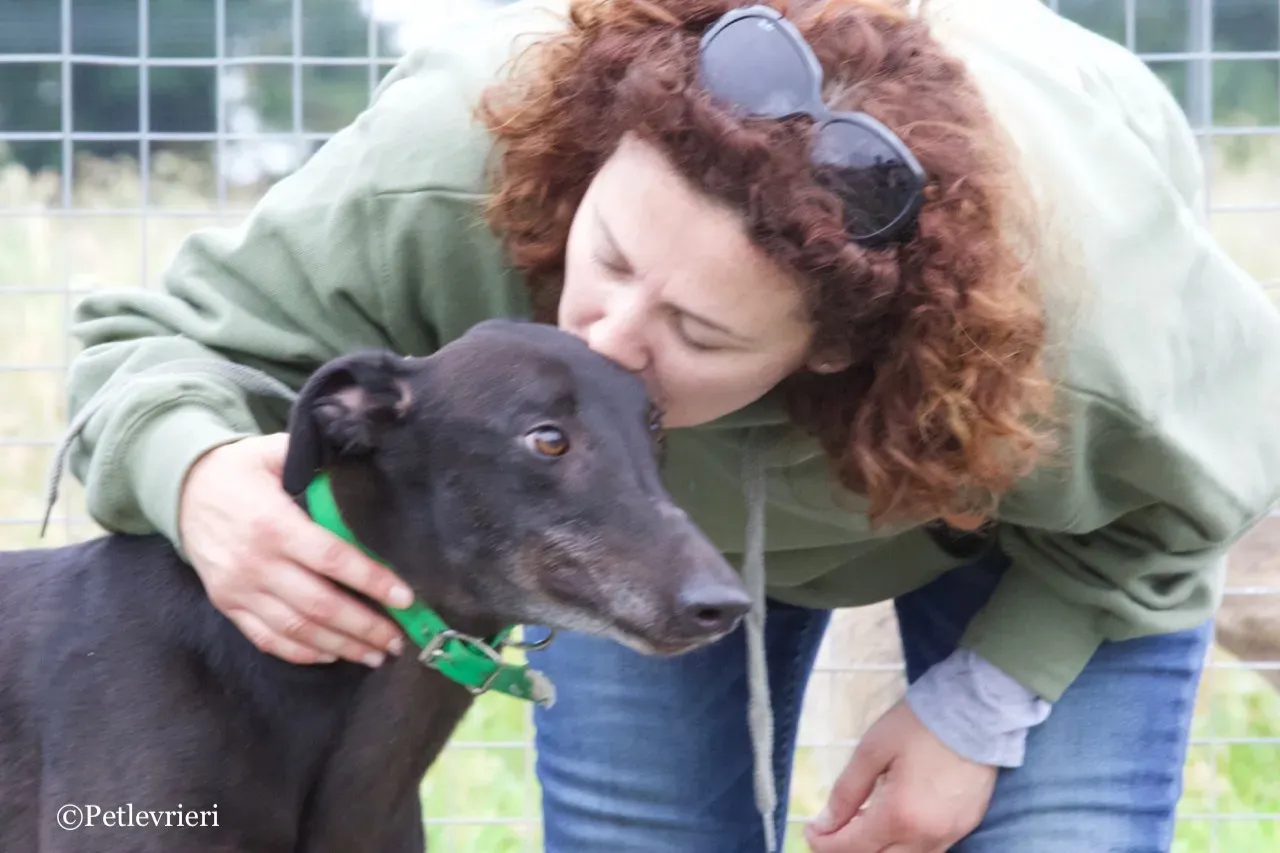 DIZZIE greyhound petlevrieri13