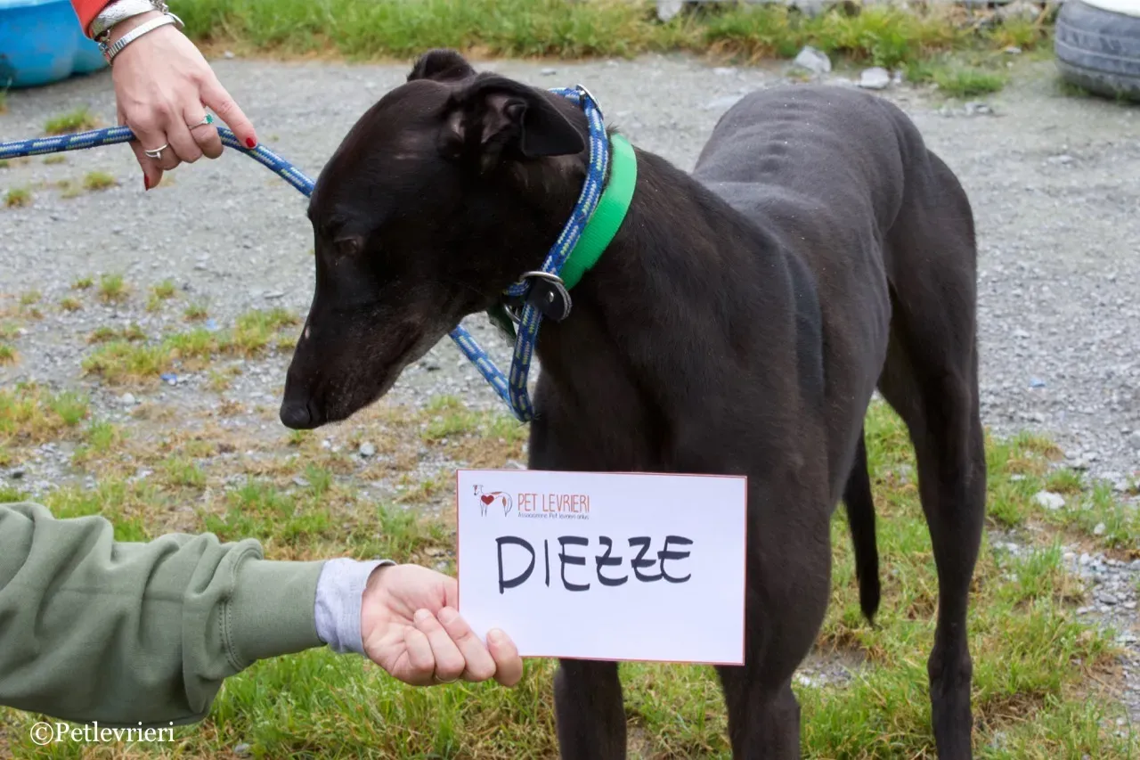 DIZZIE greyhound petlevrieri14