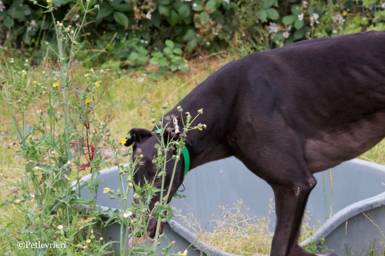 DIZZIE greyhound petlevrieri2