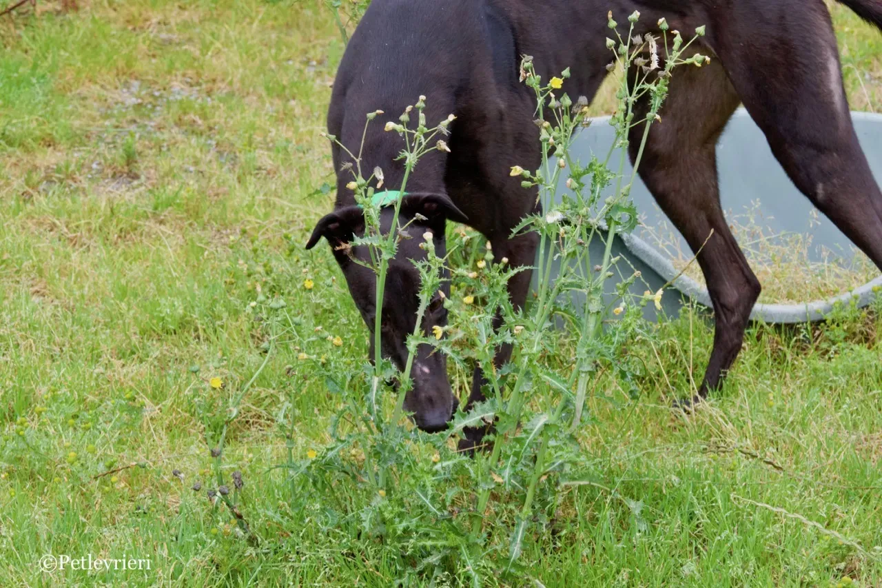 DIZZIE greyhound petlevrieri3