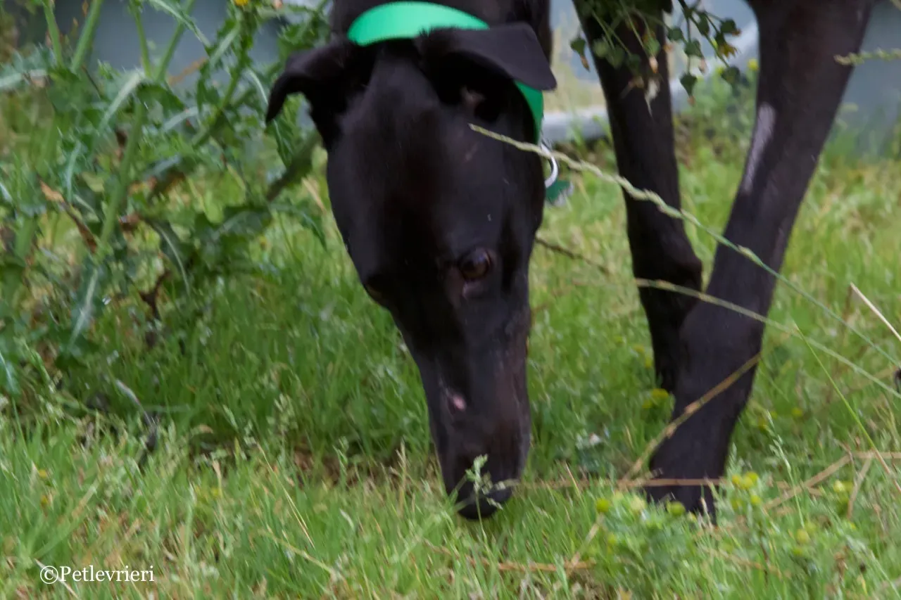 DIZZIE greyhound petlevrieri4