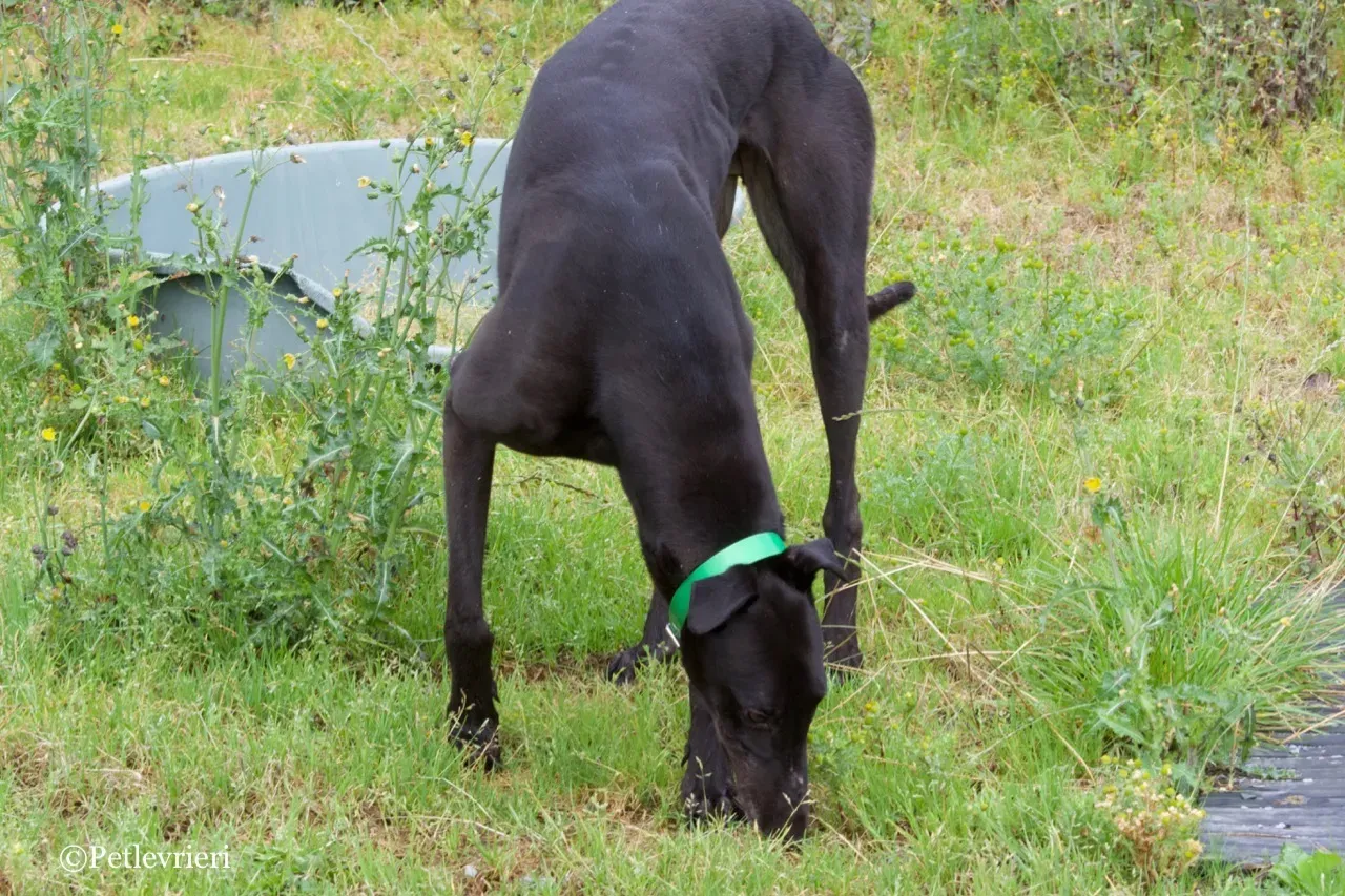 DIZZIE greyhound petlevrieri5