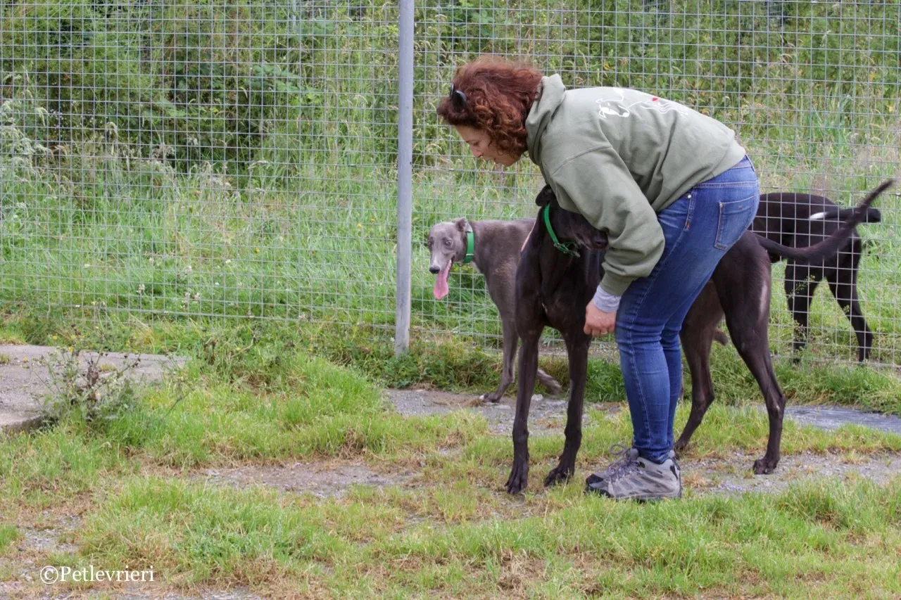 DIZZIE greyhound petlevrieri6