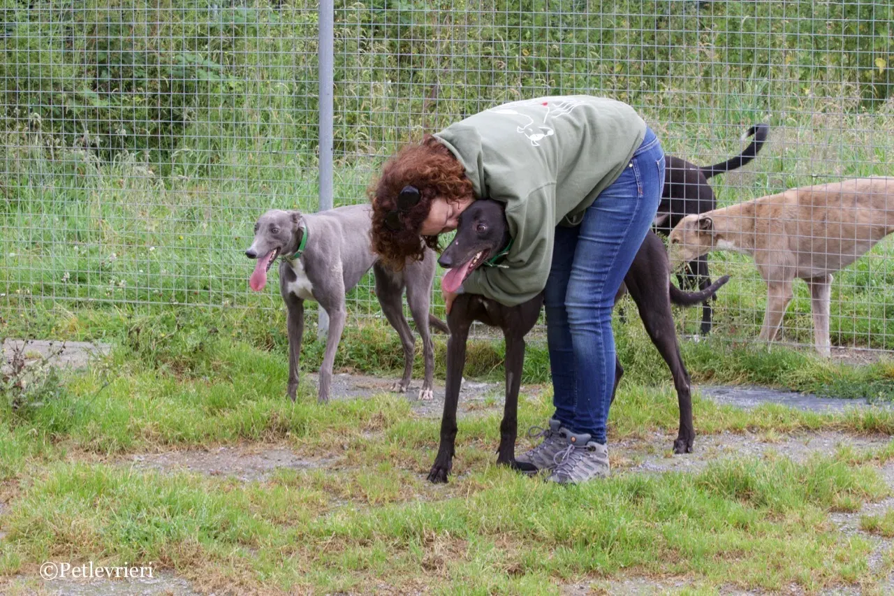 DIZZIE greyhound petlevrieri7