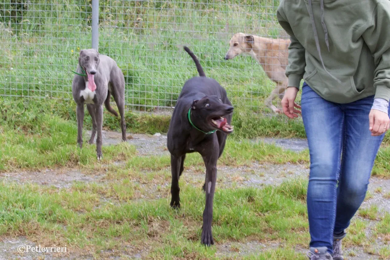 DIZZIE greyhound petlevrieri8