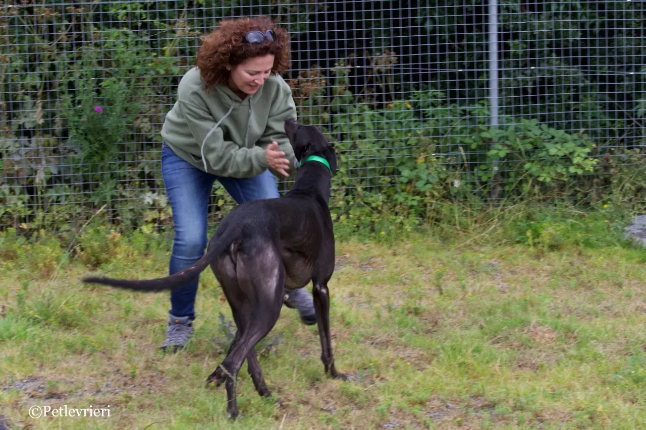 DIZZIE greyhound petlevrieri9