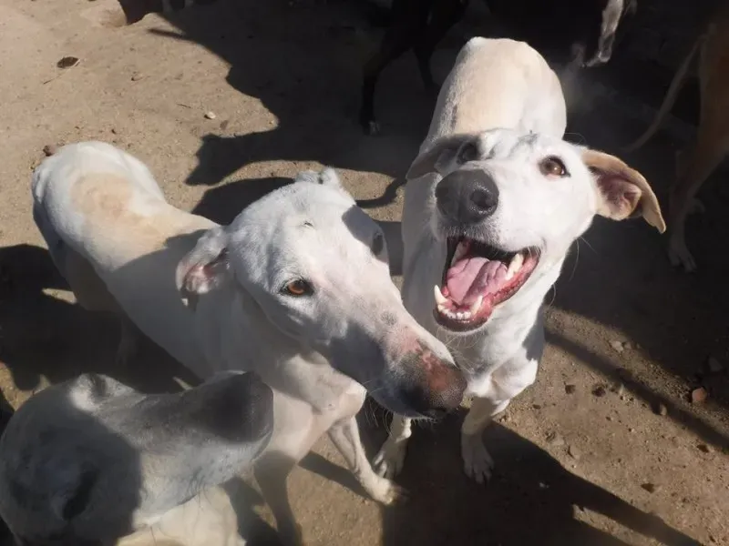 DORIAN PADDOCK 3 CON MARQUILLO