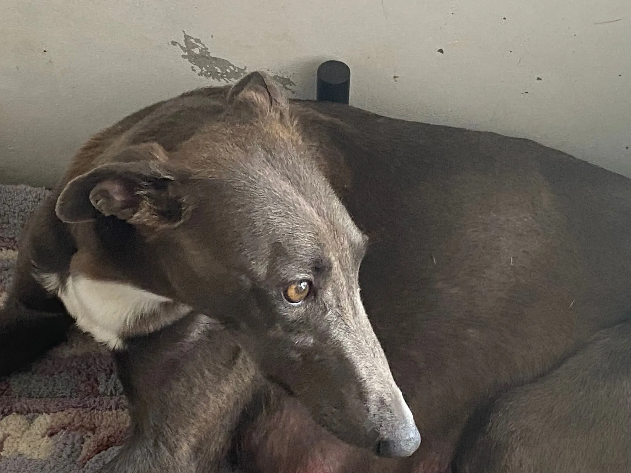 DOTTY GREYHOUND SAVE PETLEVRIERI ADOZIONE.LEVRIERI 1