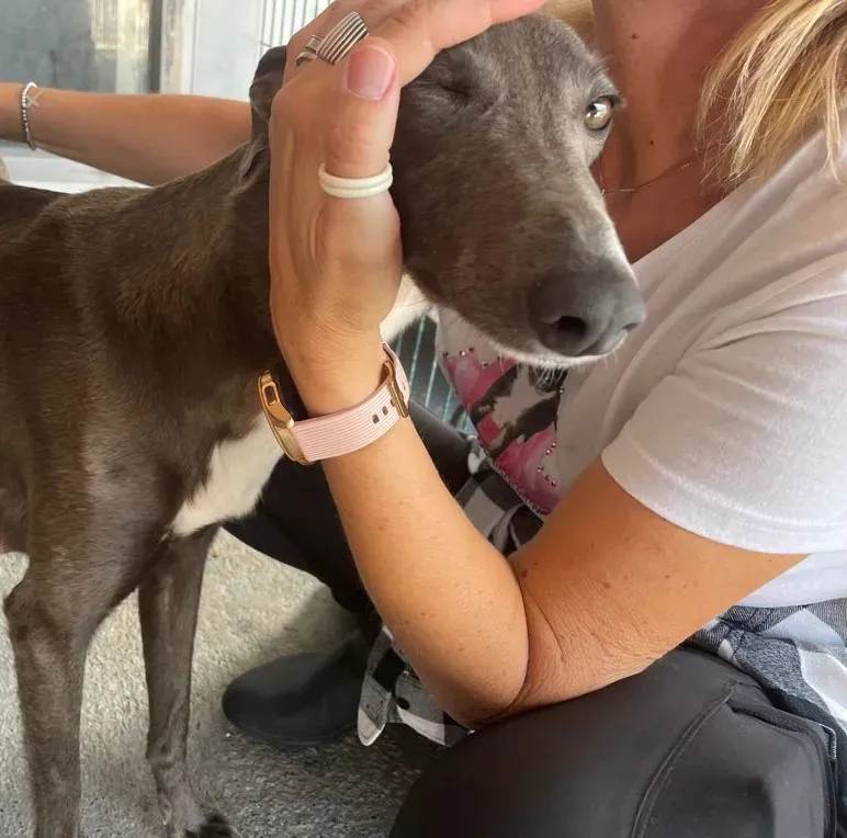 DOTTY GREYHOUND SAVE PETLEVRIERI ADOZIONE.LEVRIERI 3