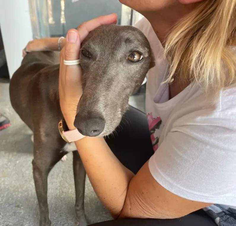 DOTTY GREYHOUND SAVE PETLEVRIERI ADOZIONE.LEVRIERI 4