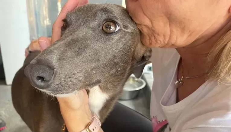 DOTTY GREYHOUND SAVE PETLEVRIERI ADOZIONE.LEVRIERI 5